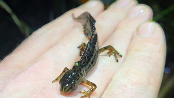 A small newt in a hand