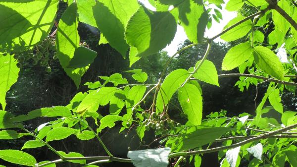 Tree Leaves in sunlight