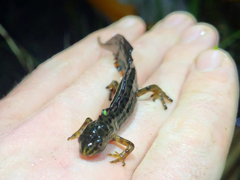 A small newt in a hand