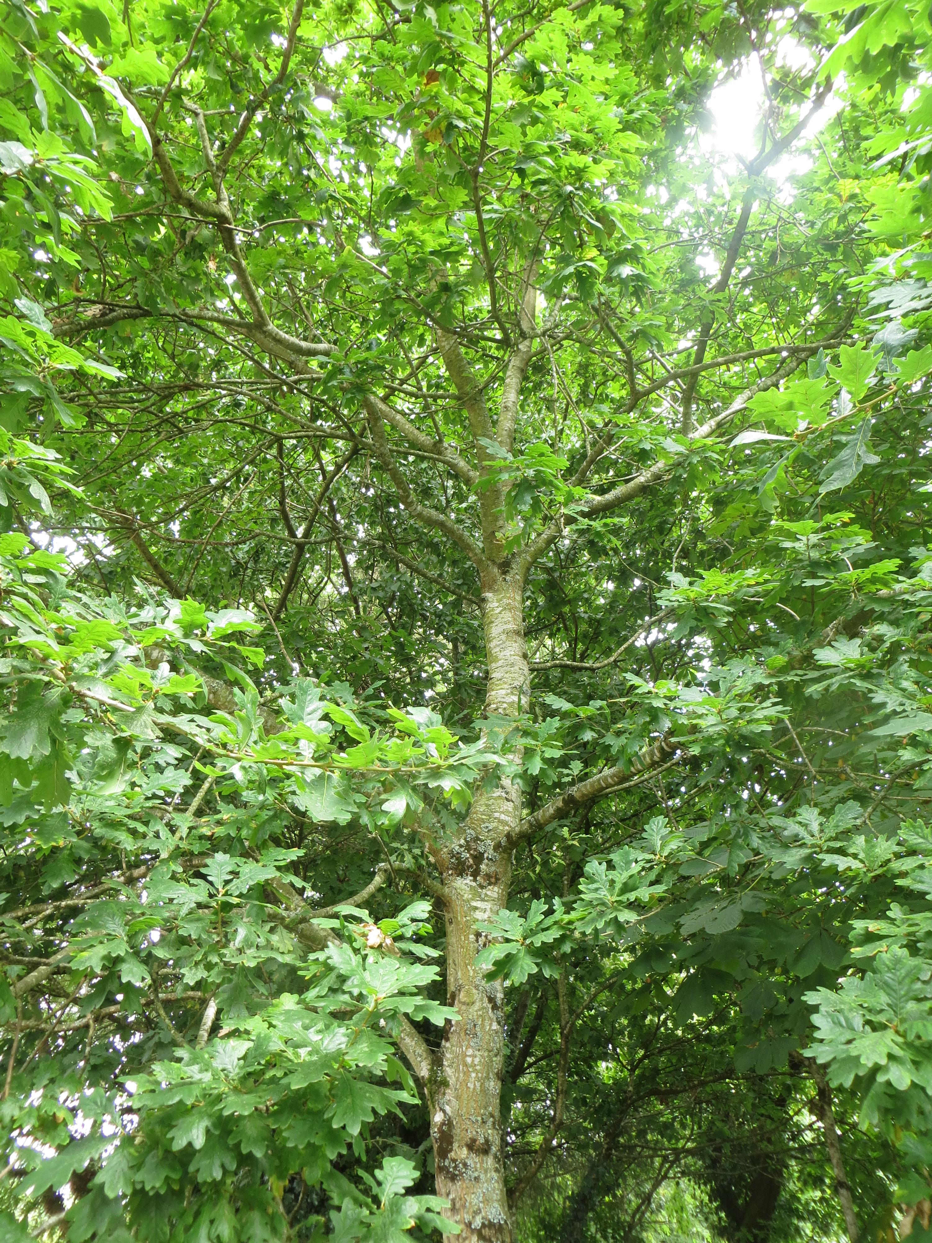 Oak Tree in Killeagh Woods